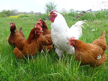 Hens in white, Chicken , Adorable chicks, Fried chicken cravings HD wallpaper