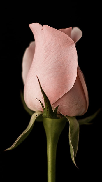 Pink Rosebud, pink flower, flower, nature, rose HD phone wallpaper