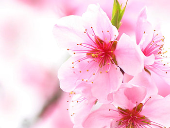 Pink flowers, pink, nature, petal, flower HD wallpaper