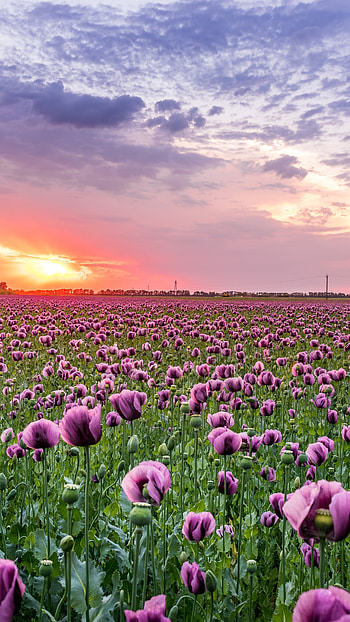 Violet poppy field, Sony Xperia , Vibrant colors, Field of dreams HD phone wallpaper
