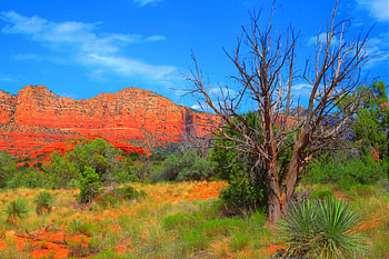 Red rock arizona, colorful, arizona, color, landscape, beautiful, tree, outdoor, red, nature, red rock HD wallpaper