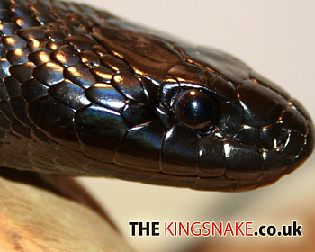 Mexican Black KingSnake, snake, animal, kingsnake, cool, reptile HD wallpaper