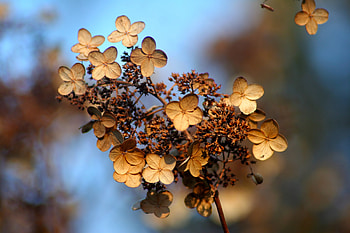 Flowers, Autumn, Flower, Dry, Hydrangea HD wallpaper