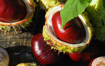 Spiky chestnuts, Brown hues, Full , Nature inspiration HD wallpaper