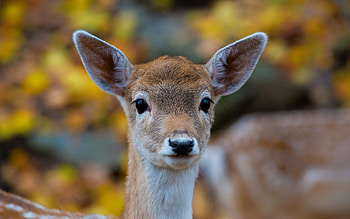 Animals, Nature, Forest, Fawn HD wallpaper