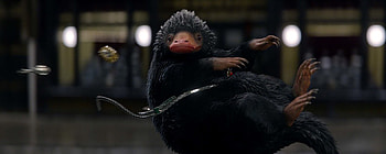 Niffler, Fantastic Beasts, Five reasons, Owning HD wallpaper