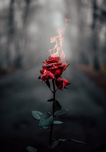 Flowers, Fire, Flower, Flame, Rose Flower, Rose, To Burn, Burn HD phone wallpaper