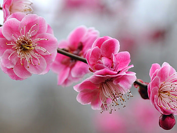 Cherry blossom, Girly HD wallpaper