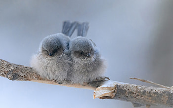 Birds, animal, branch, nature HD wallpaper