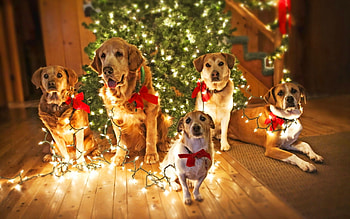 dogs lighted up, dogs, lights, animals, christmas HD wallpaper