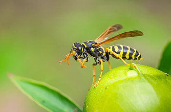 Wasp types, Wasp identification, Wasp characteristics, Invasive species HD wallpaper