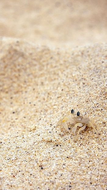 Sand crab, Crabs HD phone wallpaper