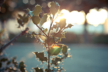 Leaves, Macro, Glare, Shine, Light, Bright, Blur, Smooth, Branch HD wallpaper