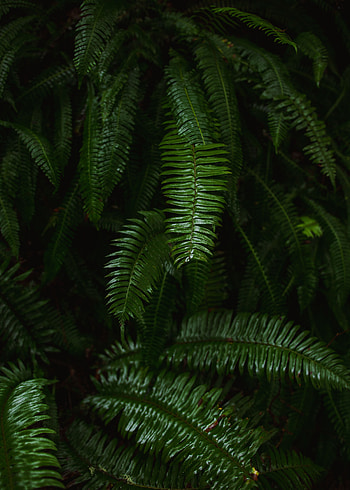 Nature, Leaves, Plant, Fern HD phone wallpaper