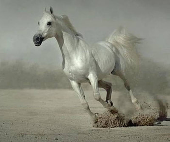 Silver Arabian Running , desert, horse, nature, animals HD wallpaper