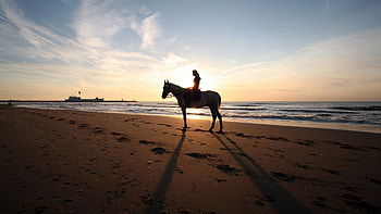 Horse riding , backgrounds, Equitation, Equestrian HD wallpaper