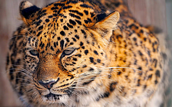 Animals, Jaguar HD wallpaper