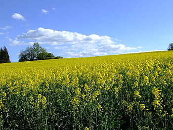 Smooth Line of Yellow, clouds, sky, plants, yellow HD wallpaper