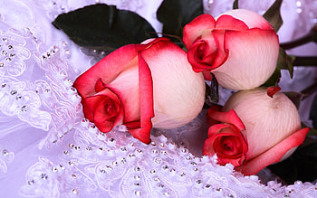 Plants, Flowers, Roses HD wallpaper