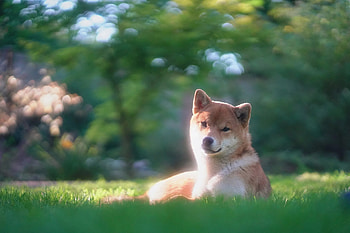 Masakado Shiba Breeder, Shiba Inu, Hokkaido Ken, Caring for Japanese breeds HD wallpaper