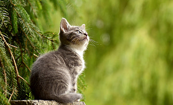 Young Cat , cat, animals HD wallpaper
