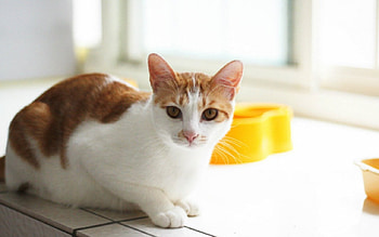 Kitty cat, cute, cat, pet, animals HD wallpaper