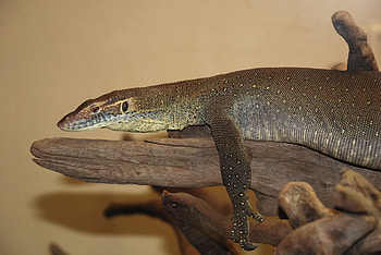 Animals, To Lie Down, Lie, Small, Monitor Lizard, Varan HD wallpaper