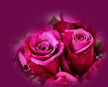 Pink Beauties, pink, roses, nature, flowers, macro HD wallpaper