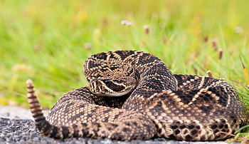Eastern diamondback rattlesnake, Majestic reptile, Nature's defender, Intricate beauty HD wallpaper