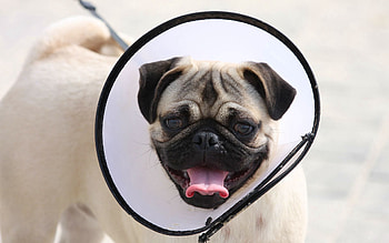 Animals, Dog, Muzzle, Pug, Elizabethan Collar HD wallpaper