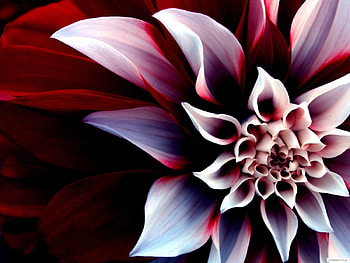 Plants, Flowers HD wallpaper
