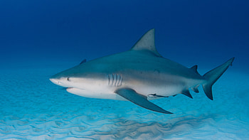 Bull Shark, animal, bull, shark, ocean HD wallpaper