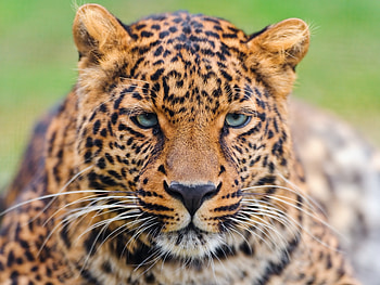 Animals, Leopard, Muzzle, Predator, Big Cat, Color, Sadness, Sight, Opinion, Sorrow HD wallpaper