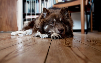 Animals, Fluffy, To Lie Down, Lie, Dog, Muzzle, Waiting, Expectation, Floors HD wallpaper
