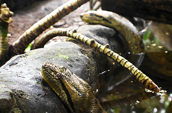 Anaconda, Serpiente de mayor longitud, Conoce, La HD wallpaper