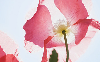 Wave Flower, pink, wave, flower HD wallpaper