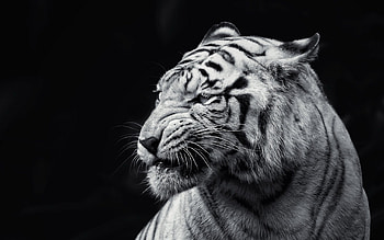 Animals, Muzzle, Sight, Opinion, Bw, Chb, Tiger HD wallpaper