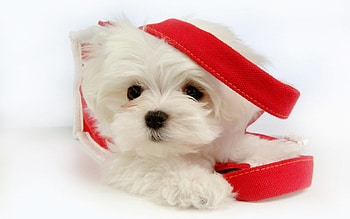 *** DOG ***, CHRISTMAS, WHITE, DOG, ANIMAL, ANIMALS HD wallpaper