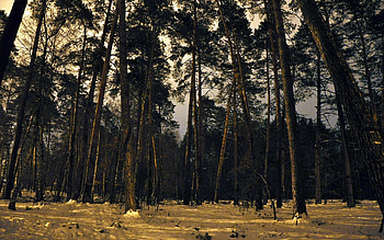 Landscape, Trees HD wallpaper