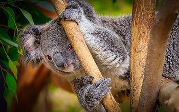 koala, wildlife, cute bear cubs, wild animals, koala on a branch, cute bears HD wallpaper