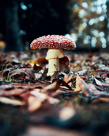 Amanita, Nature, Rojo fondo de pantalla HD phone wallpaper