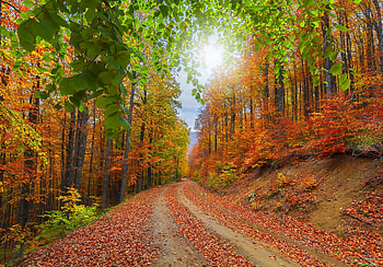 Colors of autumn, Road, Leaves, Nature, Trees HD wallpaper