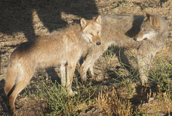 wolves, couple, hairy, stand, day HD wallpaper