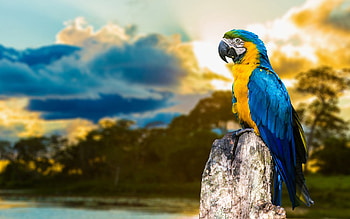 Blue And Yellow Macaw, birds, macaw HD wallpaper