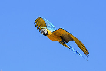 Flight, parrot, green blue, macaw, bird HD wallpaper