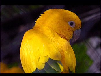 Yellow Parrot, beautiful, , parrot, yellow HD wallpaper