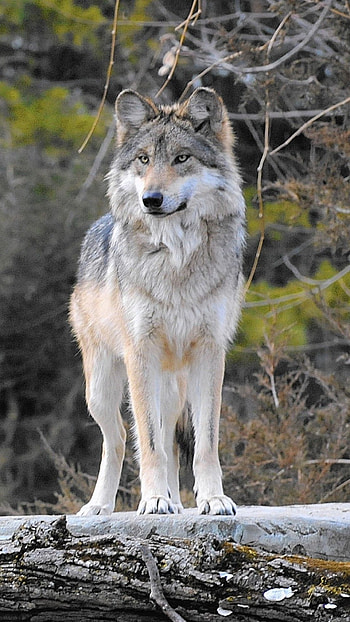 Wolf, Animal Wolf HD phone wallpaper