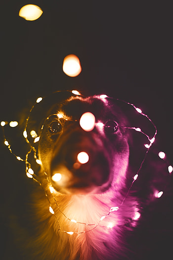 Funny, Animals, Shine, Light, Dog, Garland, Light Bulbs HD phone wallpaper