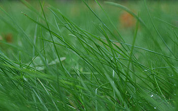Grass, Macro, Stem, Stalk, Thin, Wind, Bend HD wallpaper