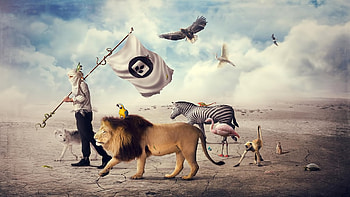 Animals, People, Lions, Men HD wallpaper